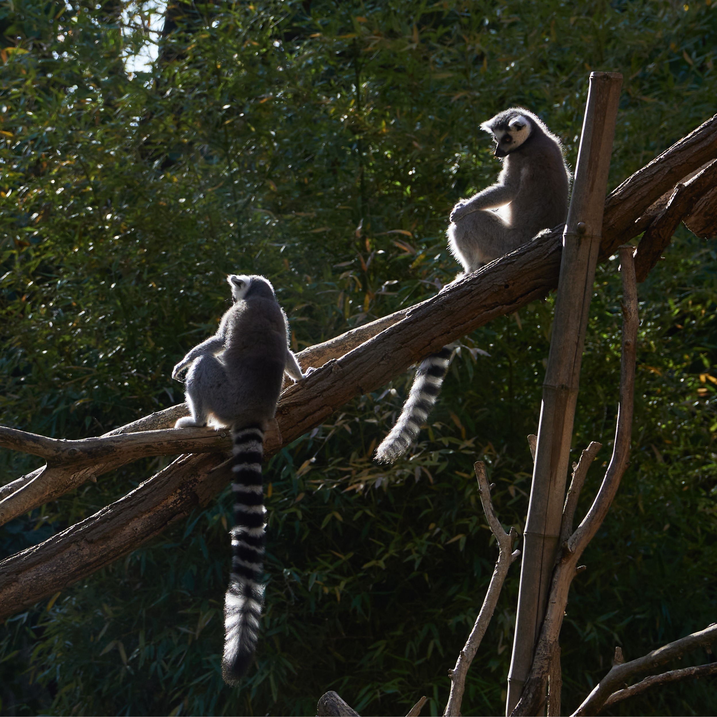 Current Gallery: Tiergarten Berlin