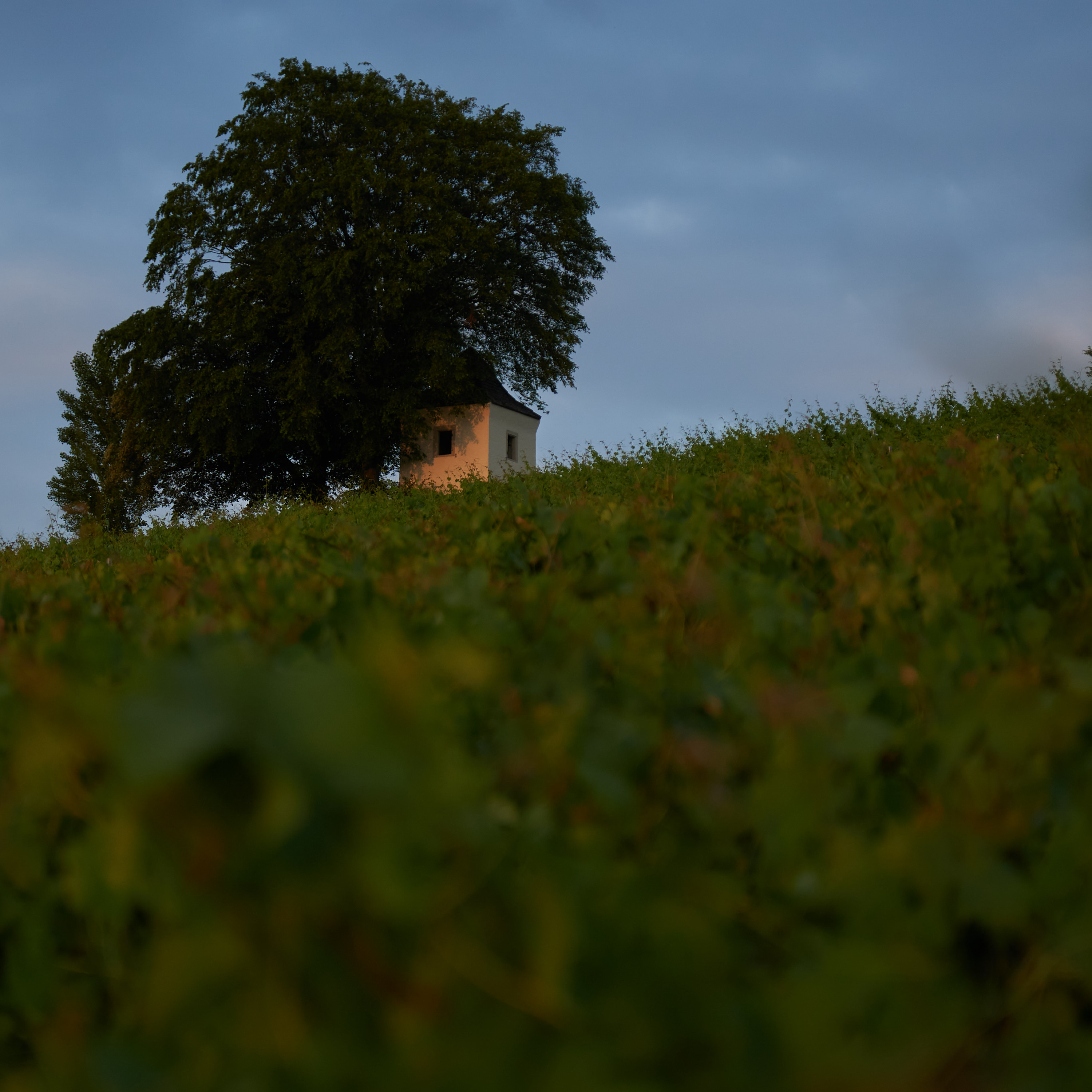 Gallery: 2021-07-weinberge