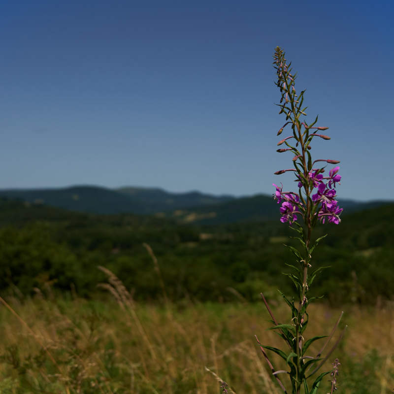 Gallery: 2021-07-wanderung-rhoen